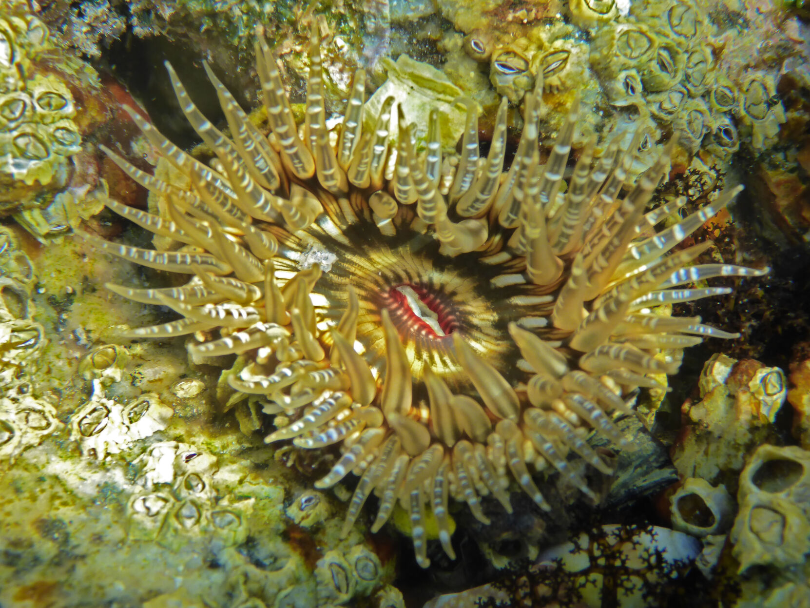 Night diving, Sea of Cortez, San Carlos